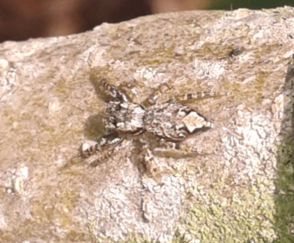 Salticidae : Marpissa muscosa? S